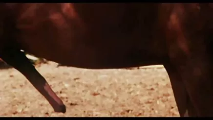 1 (13). sex trang co mp4